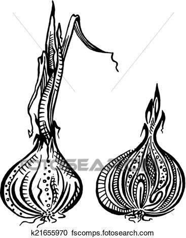 367x470 Clipart Of Onion K21655970