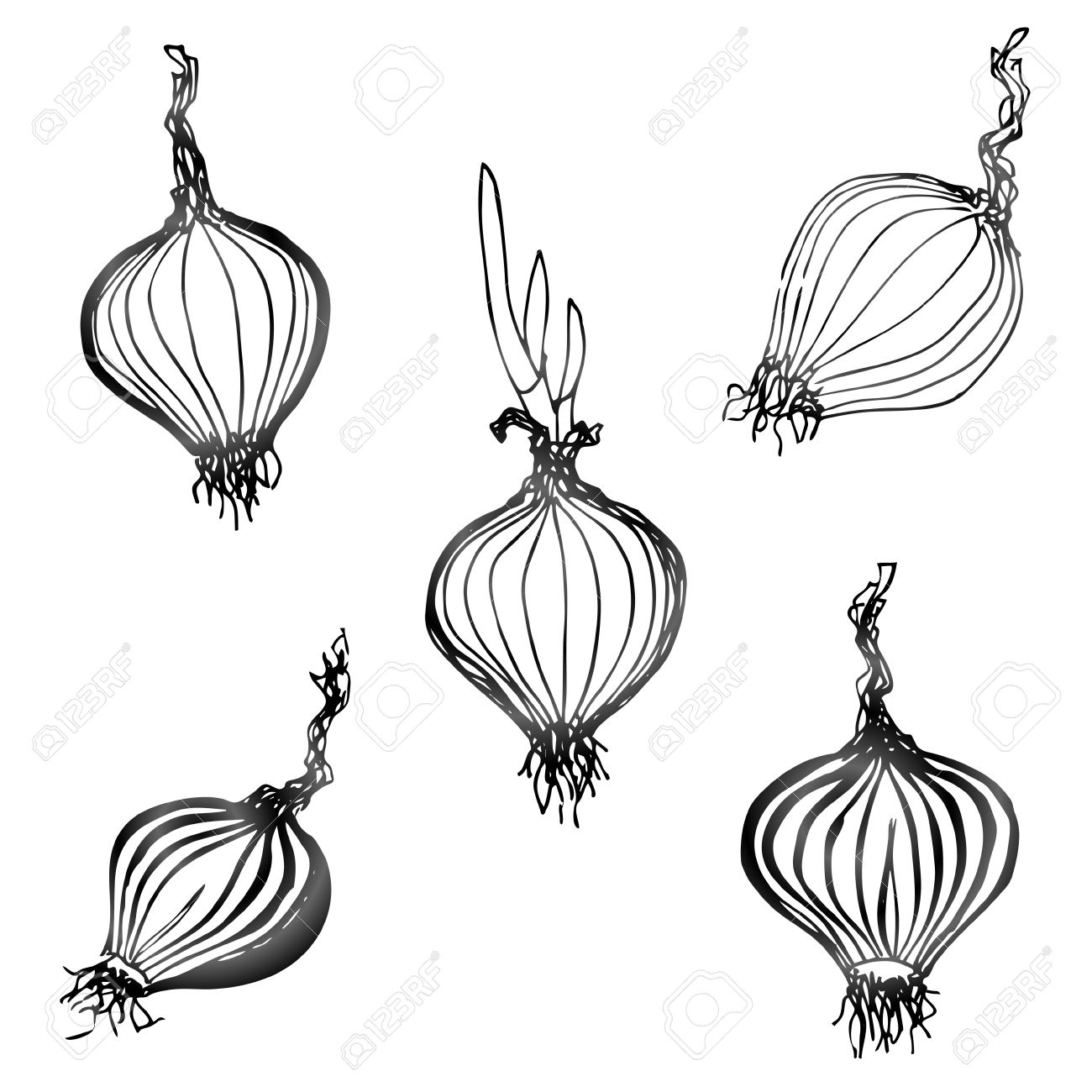 1300x1300 Drawn Onion Clipart