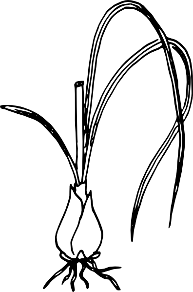 396x598 Onion Clip Art