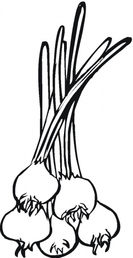 270x525 Onion Clipart Coloring Page