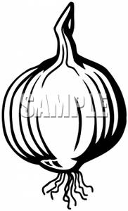 182x300 And White Onion With Roots