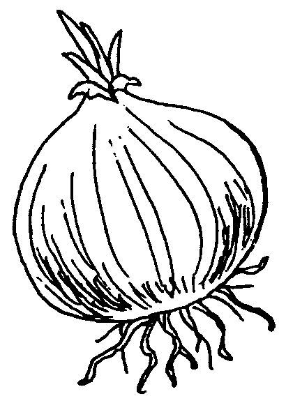 410x578 Black Amp White Clipart Onion