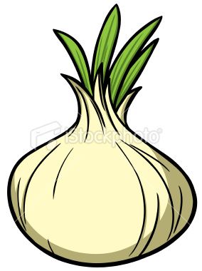 284x380 Onion Vector Art, Onions And Art Illustrations