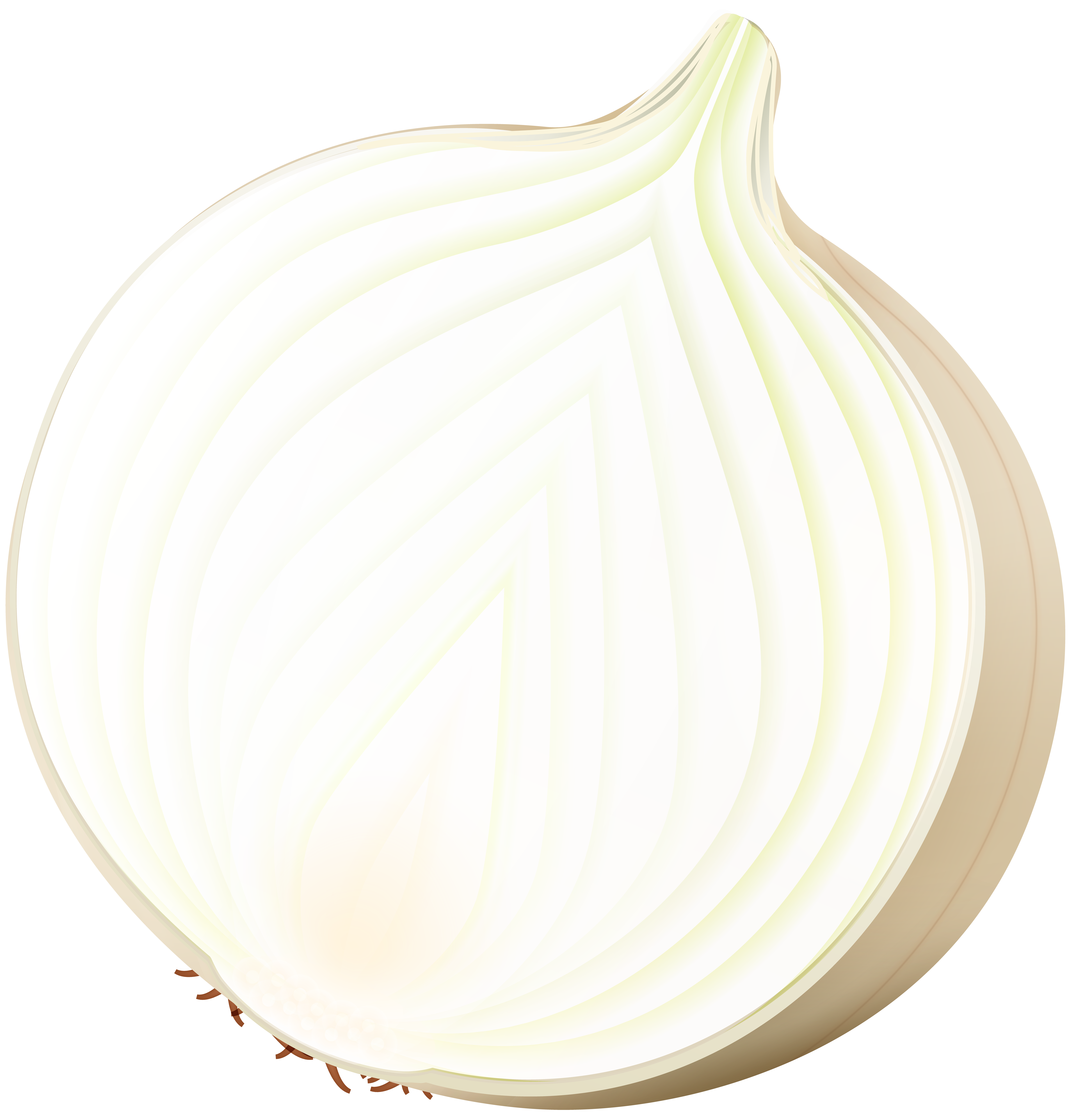 7685x8000 Onion Png Clip Art Imageu200b Gallery Yopriceville