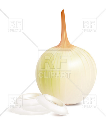 341x400 Photo Realistic Onion Royalty Free Vector Clip Art Image
