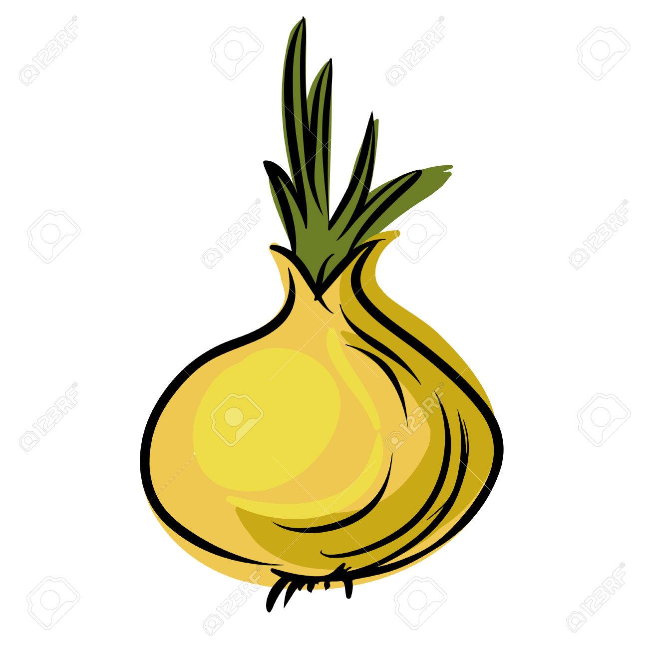 1300x1300 Sketch Onion Isolated