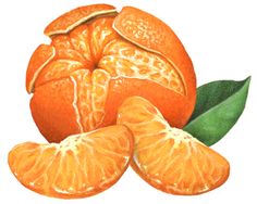 236x188 One Whole Orange With An Orange Leaf And Flower Coming Out