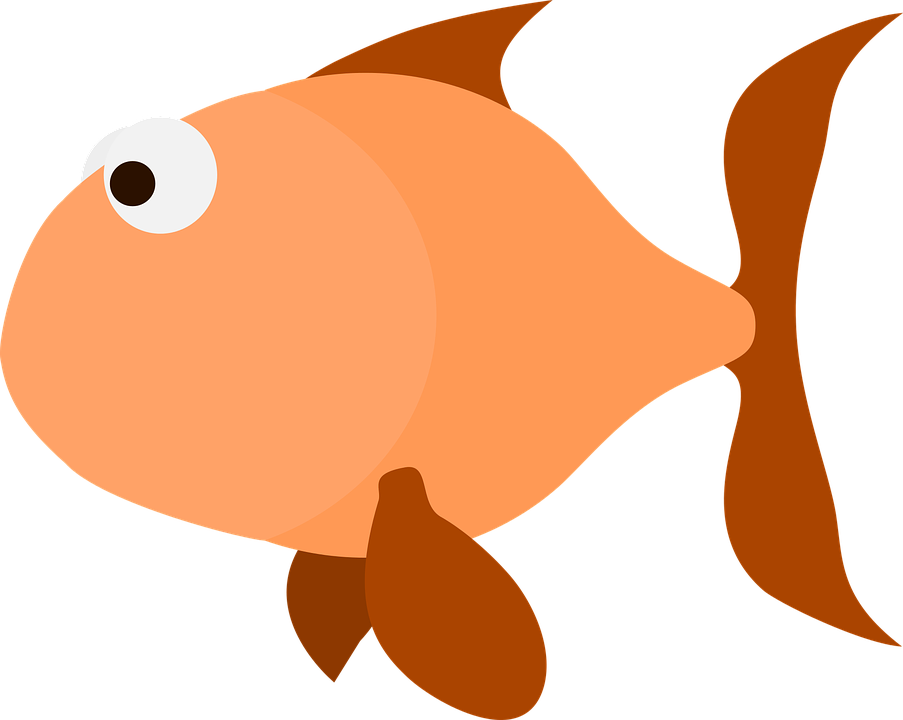903x720 Salmon Clipart Orange Fish