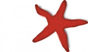 300x177 Orange Starfish Clipart 2