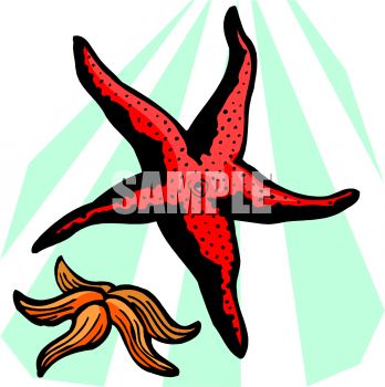 348x350 Starfish Illustration Clipart Panda