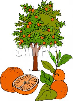 253x350 Fresh Oranges And An Orange Tree