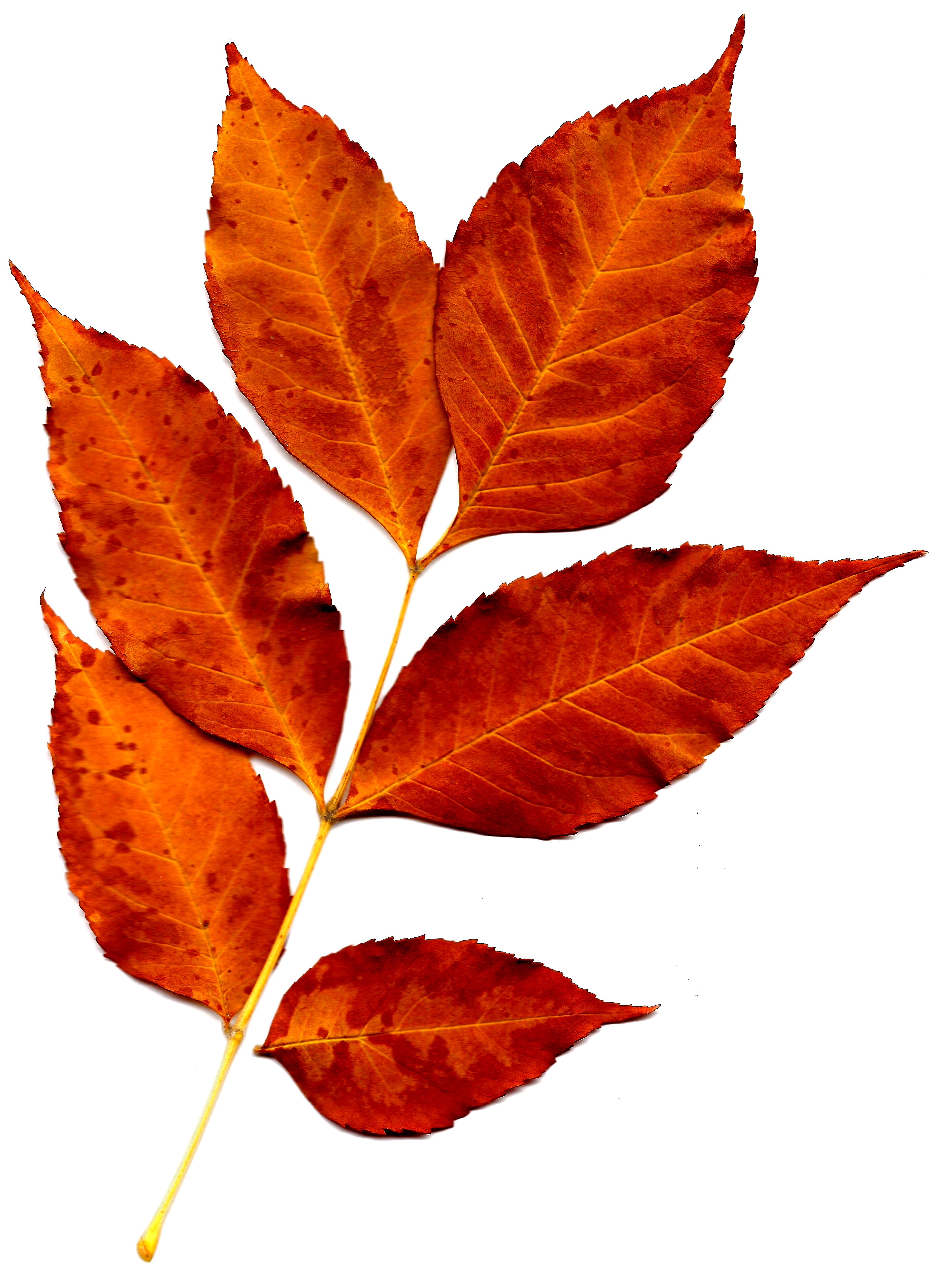 4150x5650 Orange Leaves Clip Art Clipart Panda