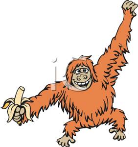 282x300 Orangutan Holding A Banana
