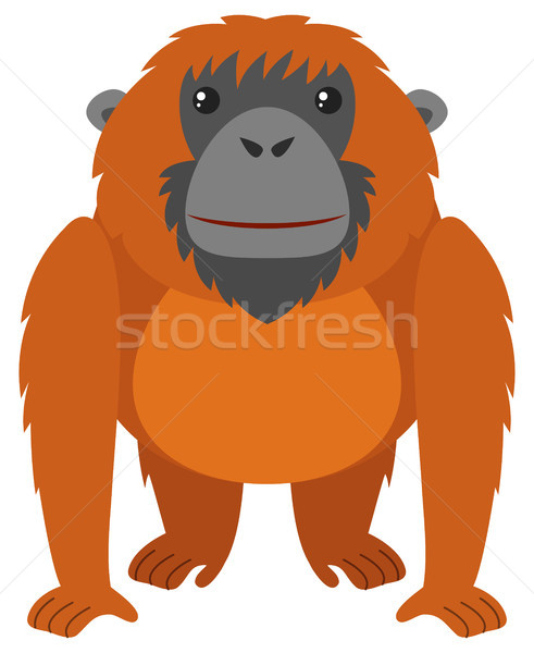 491x600 Orangutan Stock Vectors, Illustrations And Cliparts Stockfresh
