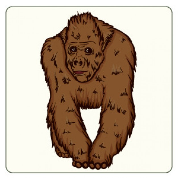 626x626 Orangutan Clip Art