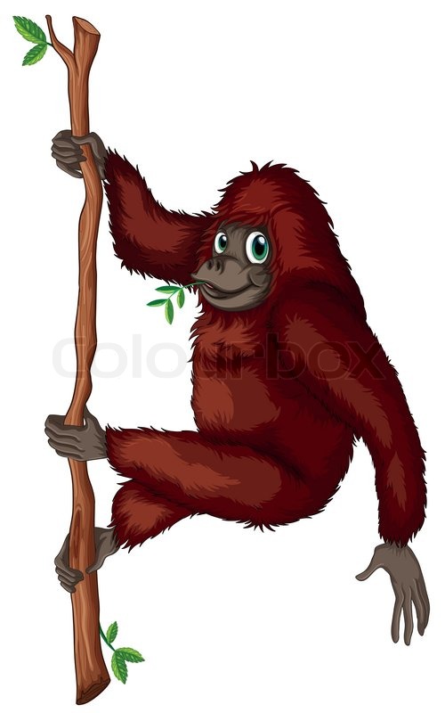 500x800 Illustration Of An Orangutan Hanging On A Vine Stock Vector