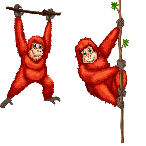 500x500 Orangutan Monkey Images