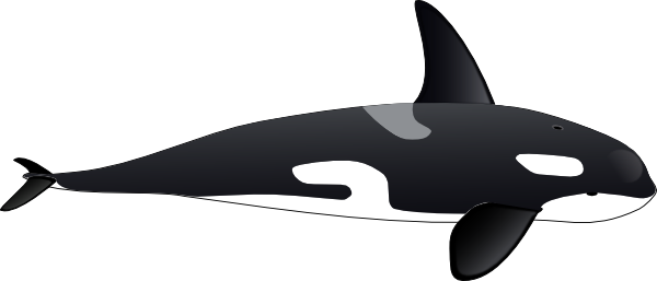 600x257 Orca Clip Art