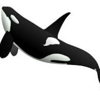 200x200 Orca Clipart