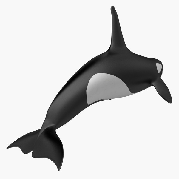600x600 Orca Clipart Animated