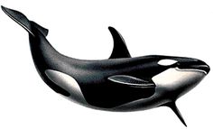 236x143 Orcinus Orca Png By Lg Design On Killer Whales