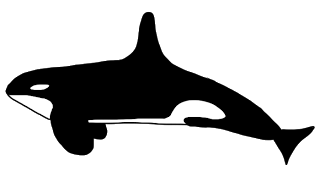 320x171 Top 72 Orca Clipart