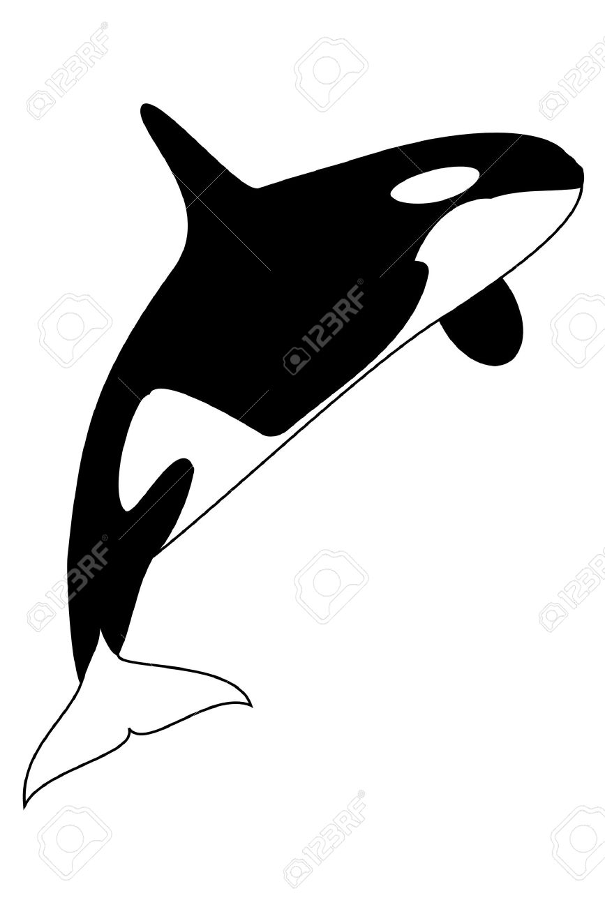 867x1300 Top 90 Orca Clipart