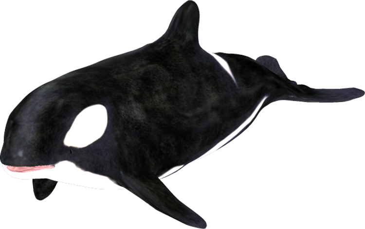 750x471 Orca Clip Art