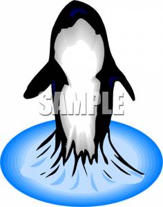 236x300 Killer Whale Jumping Out Of The Water Clip Art Image