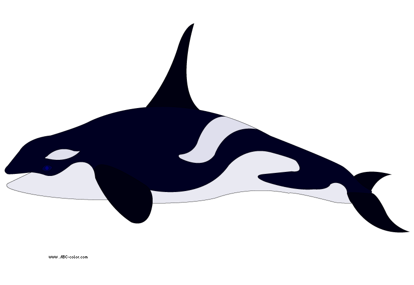 822x567 Killer Whale Clipart White Background