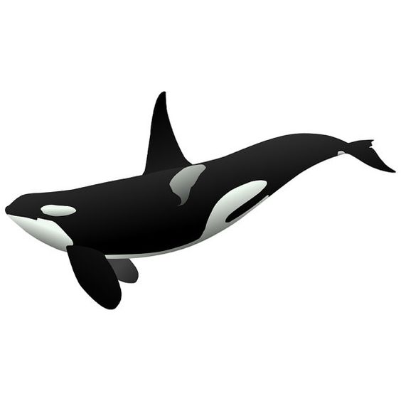 564x564 Whale Clipart Hd