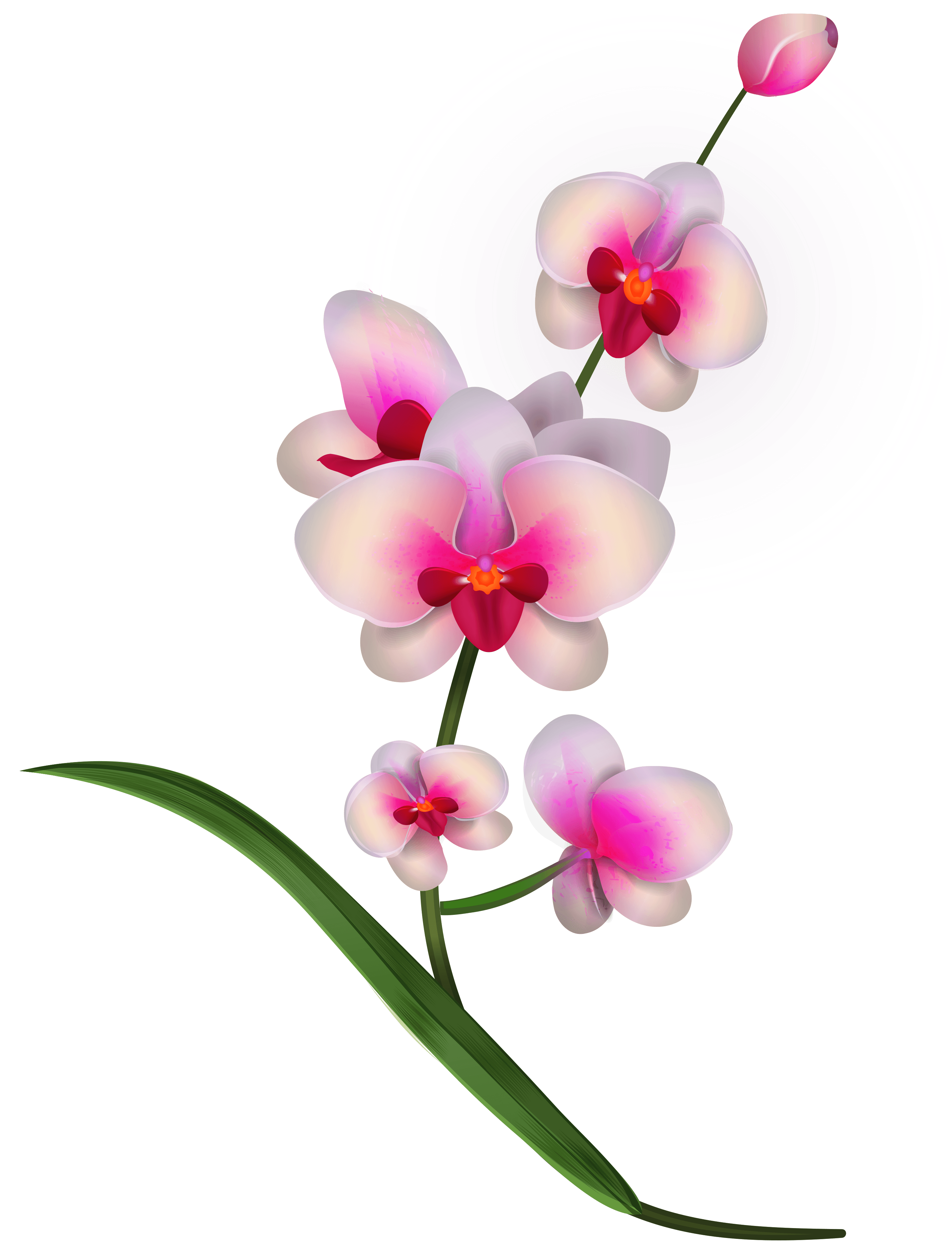 3097x4076 Orchid Flower Cliparts 241433