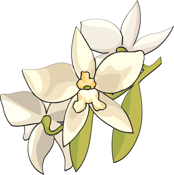 597x600 Orchid Flower Cliparts 241454