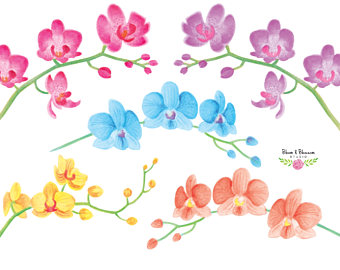 340x270 Orchid Clip Art Etsy
