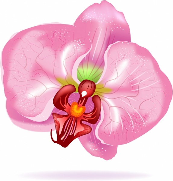 574x600 Orchid Flower Free Vector In Adobe Illustrator Ai ( Ai