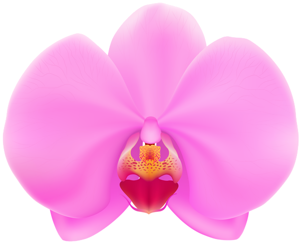 600x487 Pink Orchid Png Clip Artu200b Gallery Yopriceville