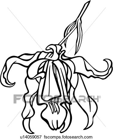 378x470 Clip Art Of , Flower, Orchid, Varieties, U14059057