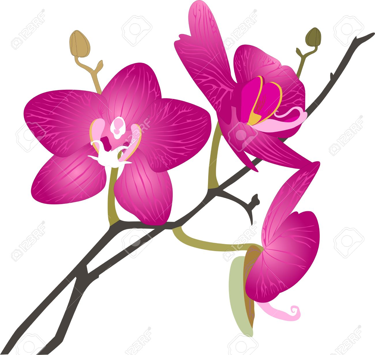 1300x1230 Planting Orchids Clipart