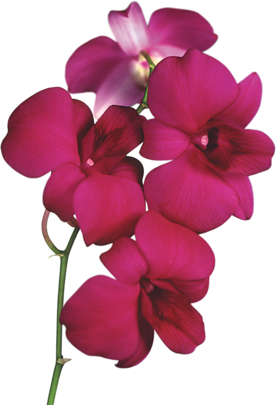 545x799 Transparent Red Orchid Png Clipartu200b Gallery Yopriceville