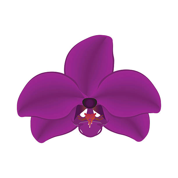 612x612 Violet Clipart Orchid