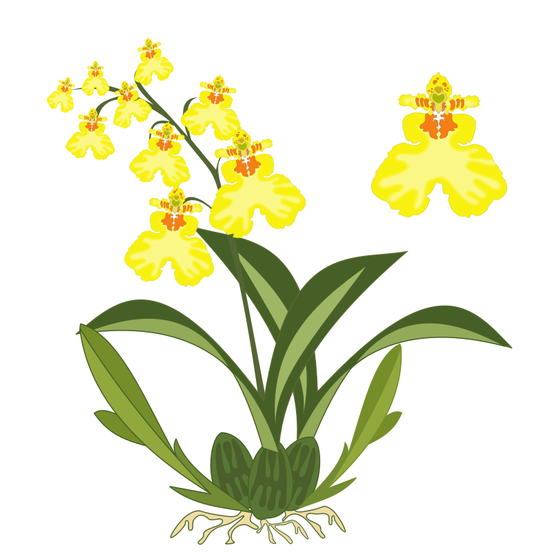800x800 Yellow Orchid Clipart
