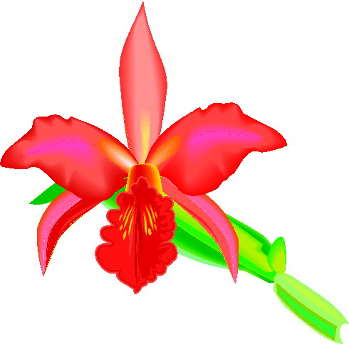 490x484 Free Clipart Orchid Clip Art Orchid Clip Art Flowers