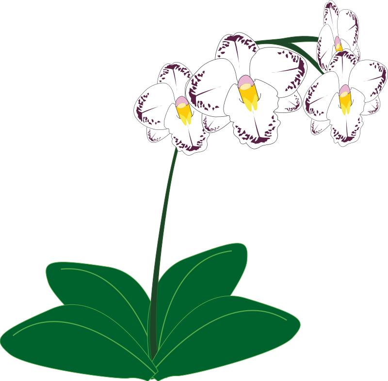 800x786 Orchid Flower Clip Art