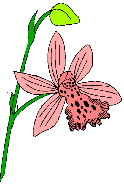 407x623 Orchid Flower Clip Art