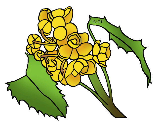 648x509 Flowers Clip Art By Phillip Martin, Oregon Grape