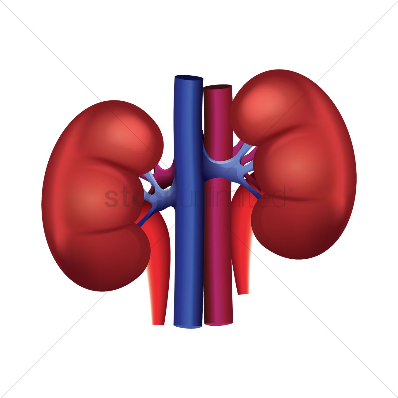1300x1300 Kidney Organ Clip Art Cliparts