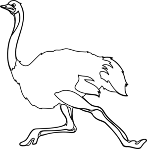297x300 Ostrich Outline Clip Art