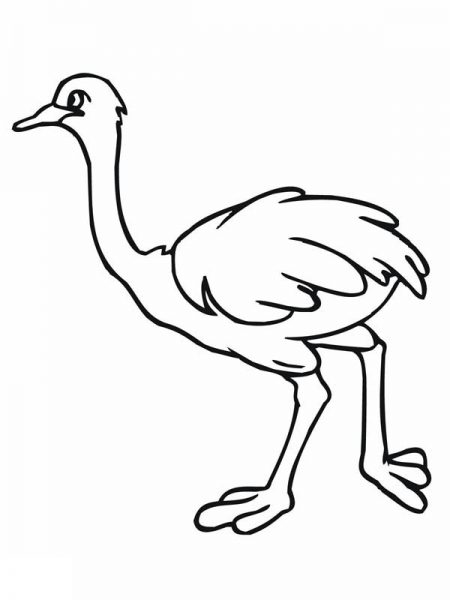 Collection of Ostrich clipart | Free download best Ostrich clipart on ...