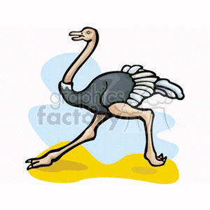 300x300 Royalty Free Ostrich With White Tail Feathers Running 130516