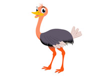 210x153 Search Results For Ostrich